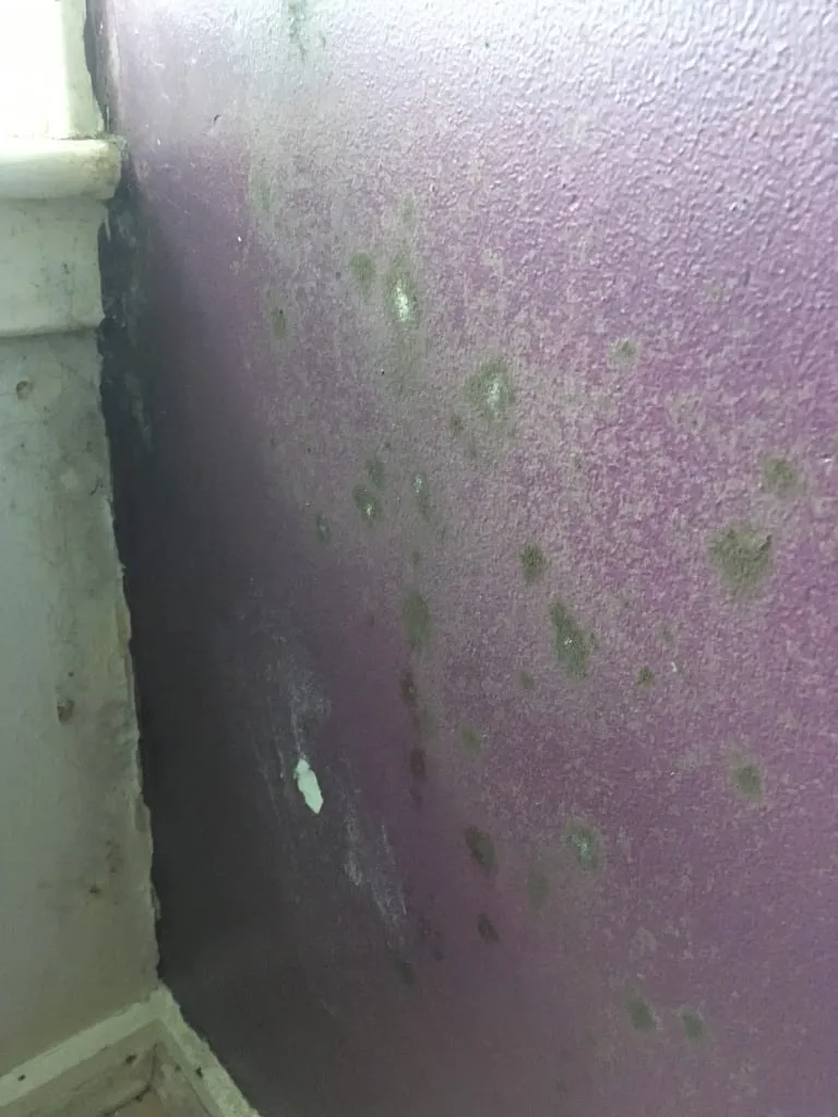 Our bedroom wall in the old flat, found when the furniture was moved out: black mould spreading from the corner of a purple wall, with green spots across it.